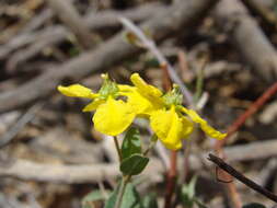 صورة Cottsia californica (Benth.) W. R. Anderson & C. Davis