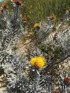 Image de Leucospermum tomentosum (Thunb.) R. Br.