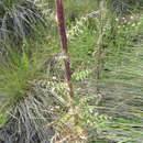 Sivun Cirsium subuliforme G. B. Ownbey kuva