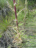 Plancia ëd Cirsium subuliforme G. B. Ownbey