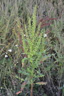 Image de Rumex stenophyllus Ledeb.