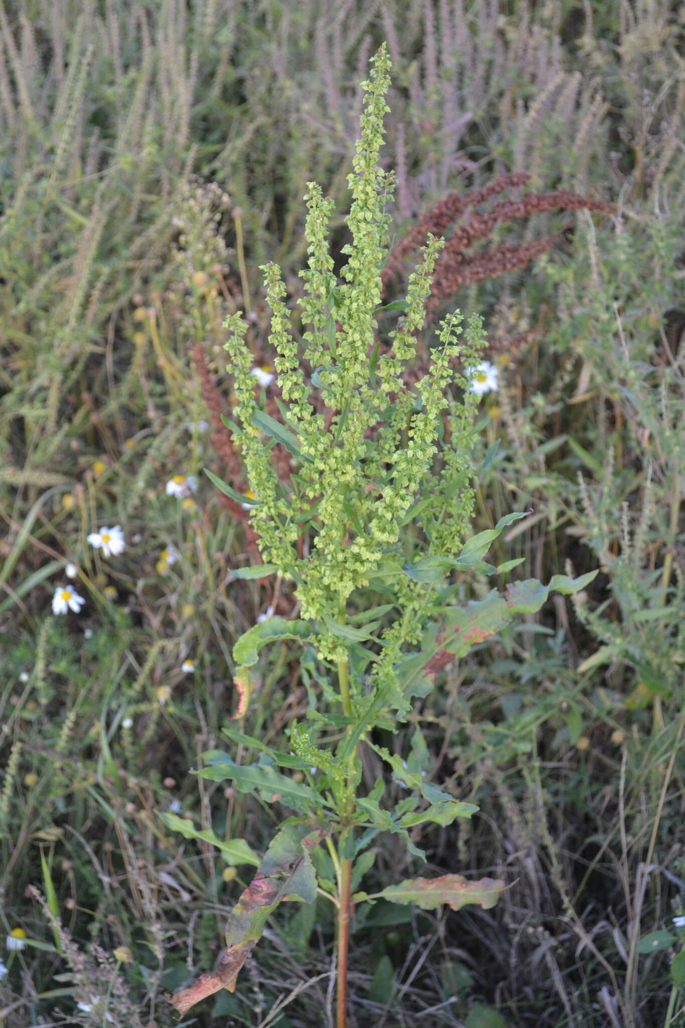 Image de Rumex stenophyllus Ledeb.