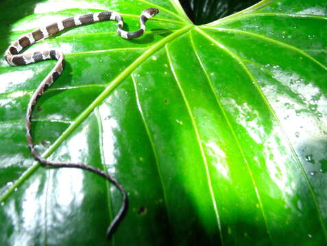 Image of Temporal Snail-eater