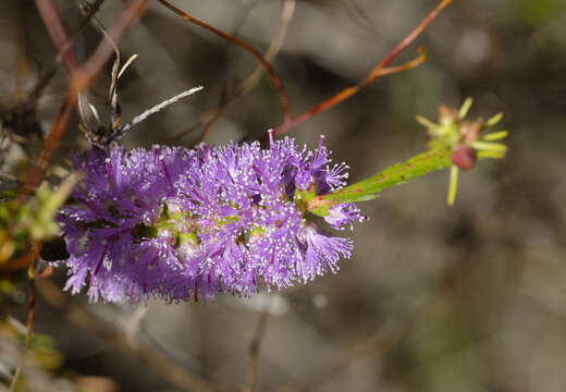 Image of Melaleuca diosmatifolia Dum.-Cours.