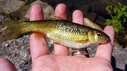 Image of Bluehead Chub