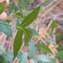 Image of pallid hoptree