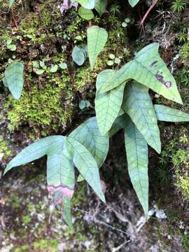 Image of Selliguea hastata (Thunb.) Fraser-Jenk.