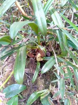 Image of Bulbophyllum pachypus Schltr.