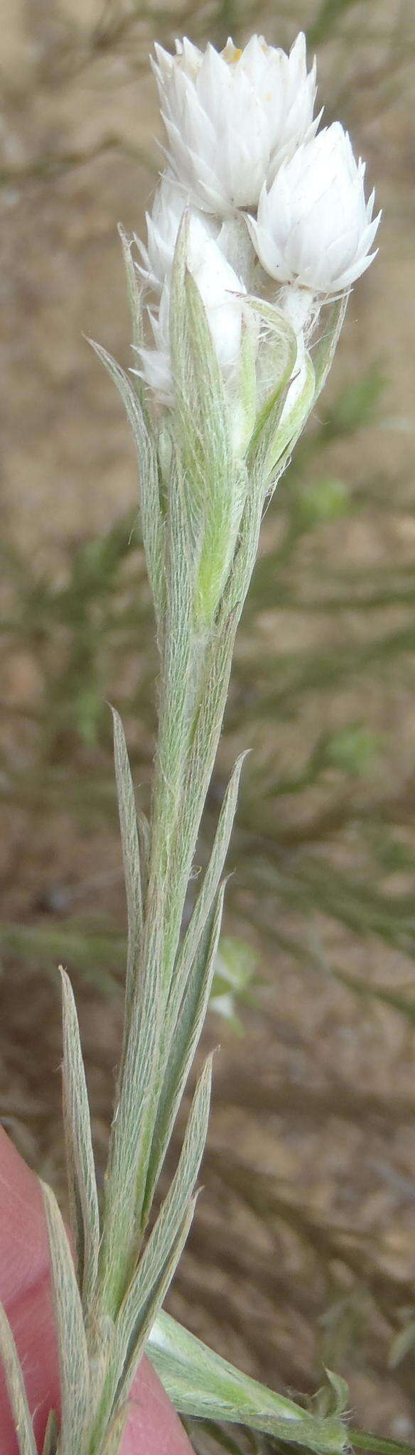 Image of Achyranthemum paniculatum