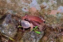 Image of Minervarya frog