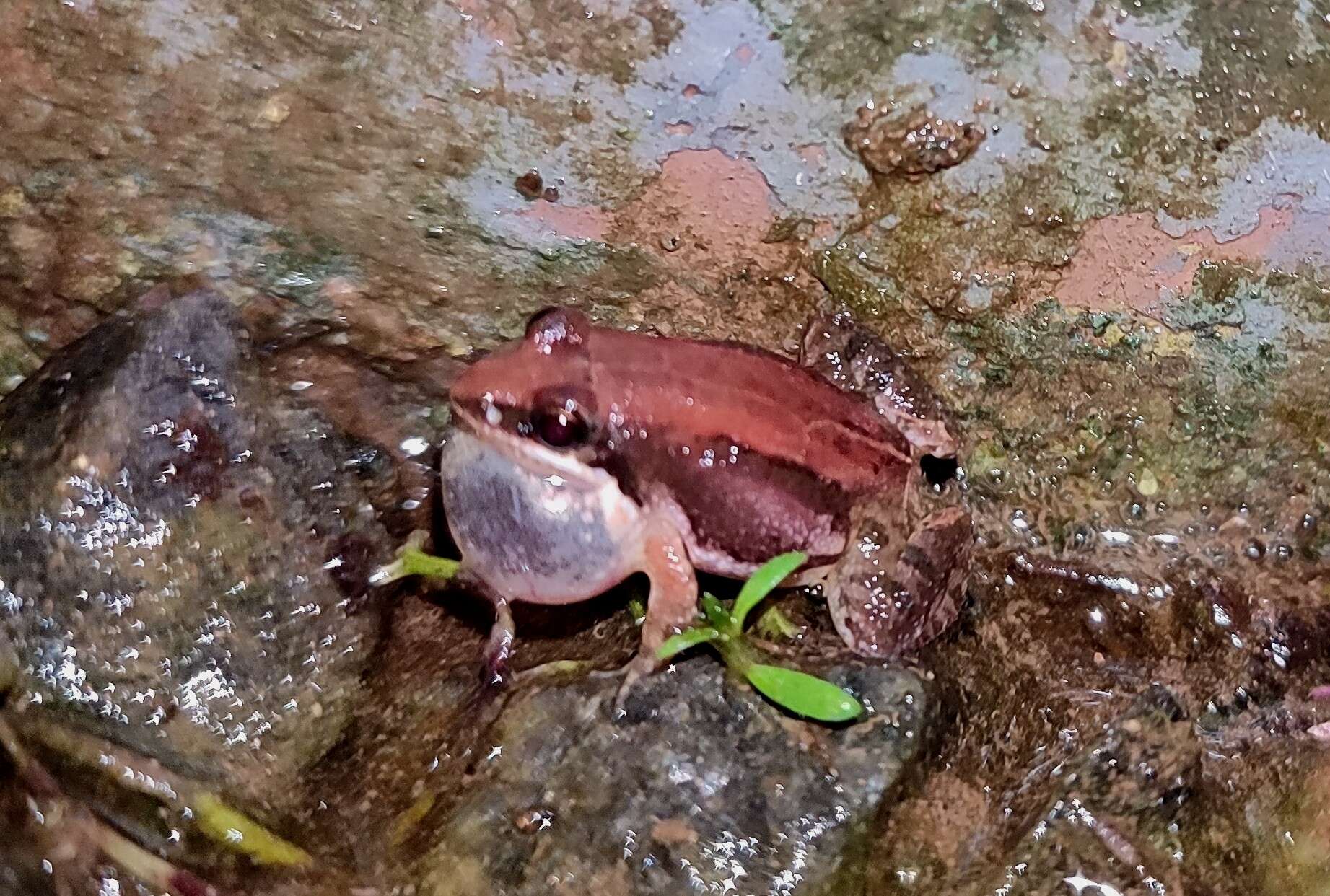 Image of Minervarya frog