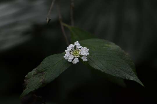 Image of velvet shrubverbena