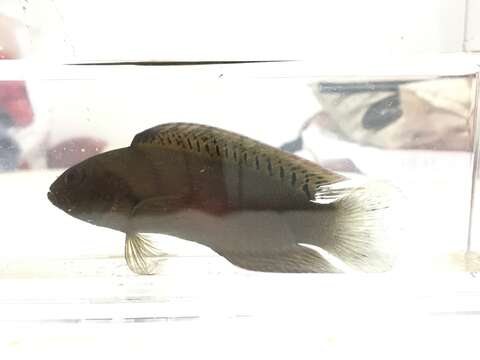 Image of Darkstriped dottyback