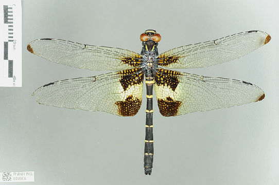 539.odobp rmnh ins 508505 1468520964 jpg.580x360