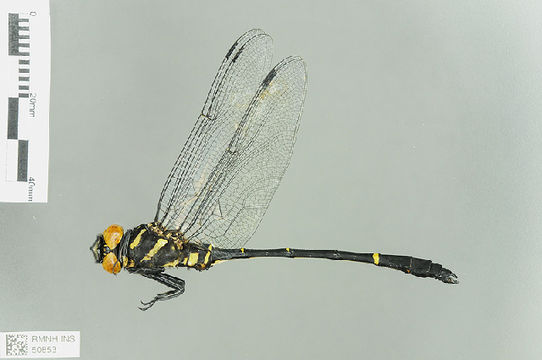 539.odobp rmnh ins 508531 1468521054 jpg.580x360