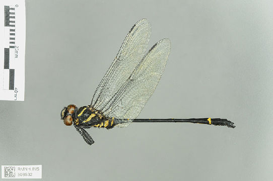 539.odobp rmnh ins 508532 1468521100 jpg.580x360