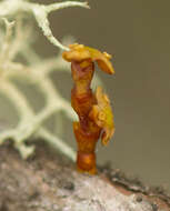 Image of eastern dwarf mistletoe