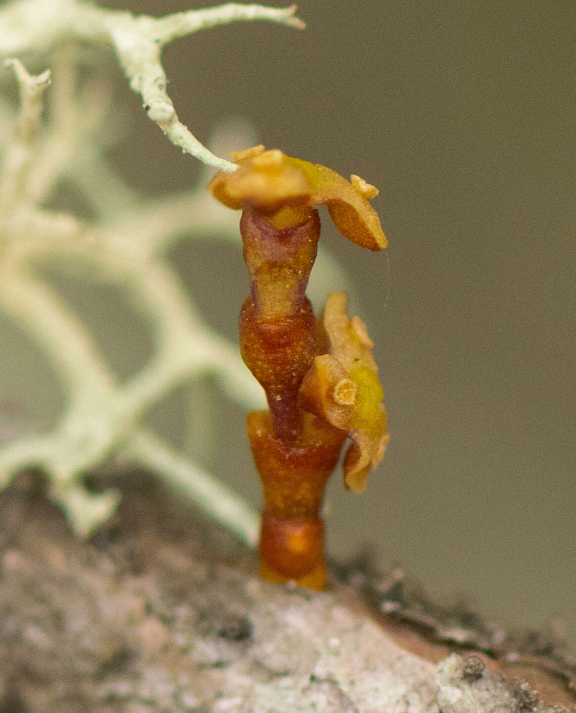 Image of eastern dwarf mistletoe