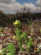 Plancia ëd Linaria arenaria DC.