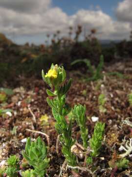 Image of Linaria arenaria DC.