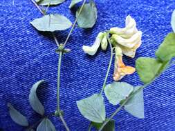 Lathyrus holochlorus (Piper) C. L. Hitchc.的圖片