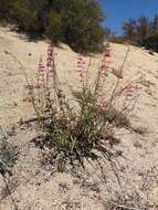 Image of beardtongue