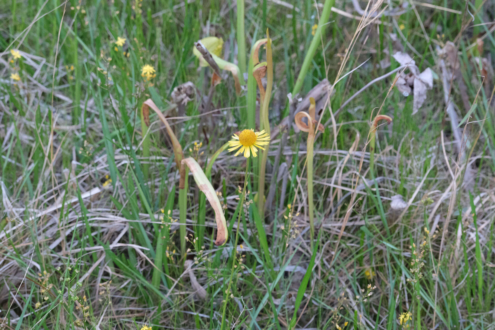 Imagem de Helenium drummondii H. Rock