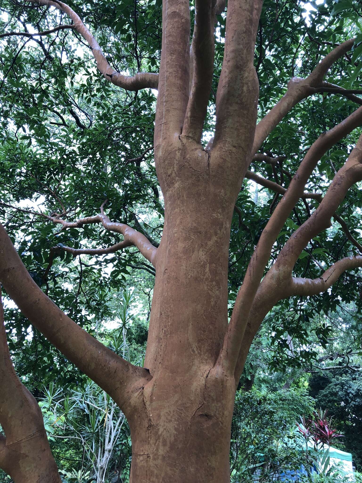 Image of Crapnell's Camellia