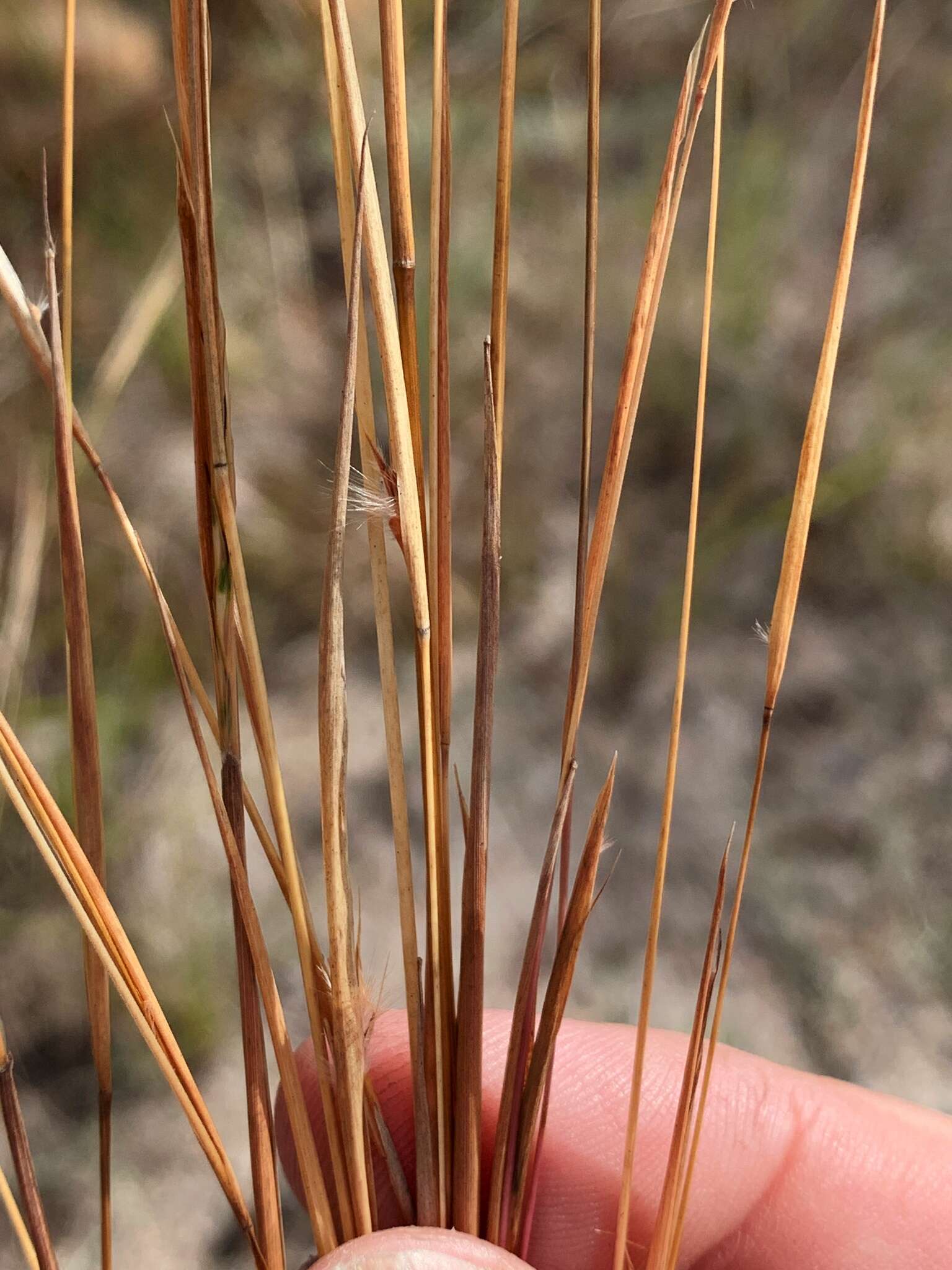 Sivun Schizachyrium fragile (R. Br.) A. Camus kuva