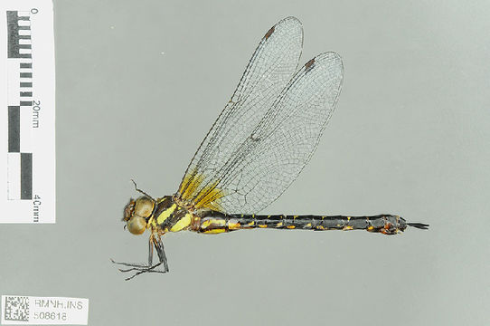 539.odobp rmnh ins 508618 1468521004 jpg.580x360