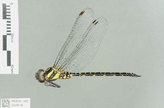 539.odobp rmnh ins 508619 1468521000 jpg.580x360