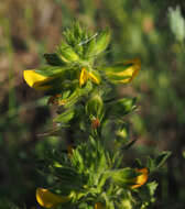 Ononis pubescens L.的圖片