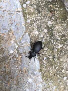 Image of Carabus (Procrustes) coriaceus cerisyi (Dejean 1826)