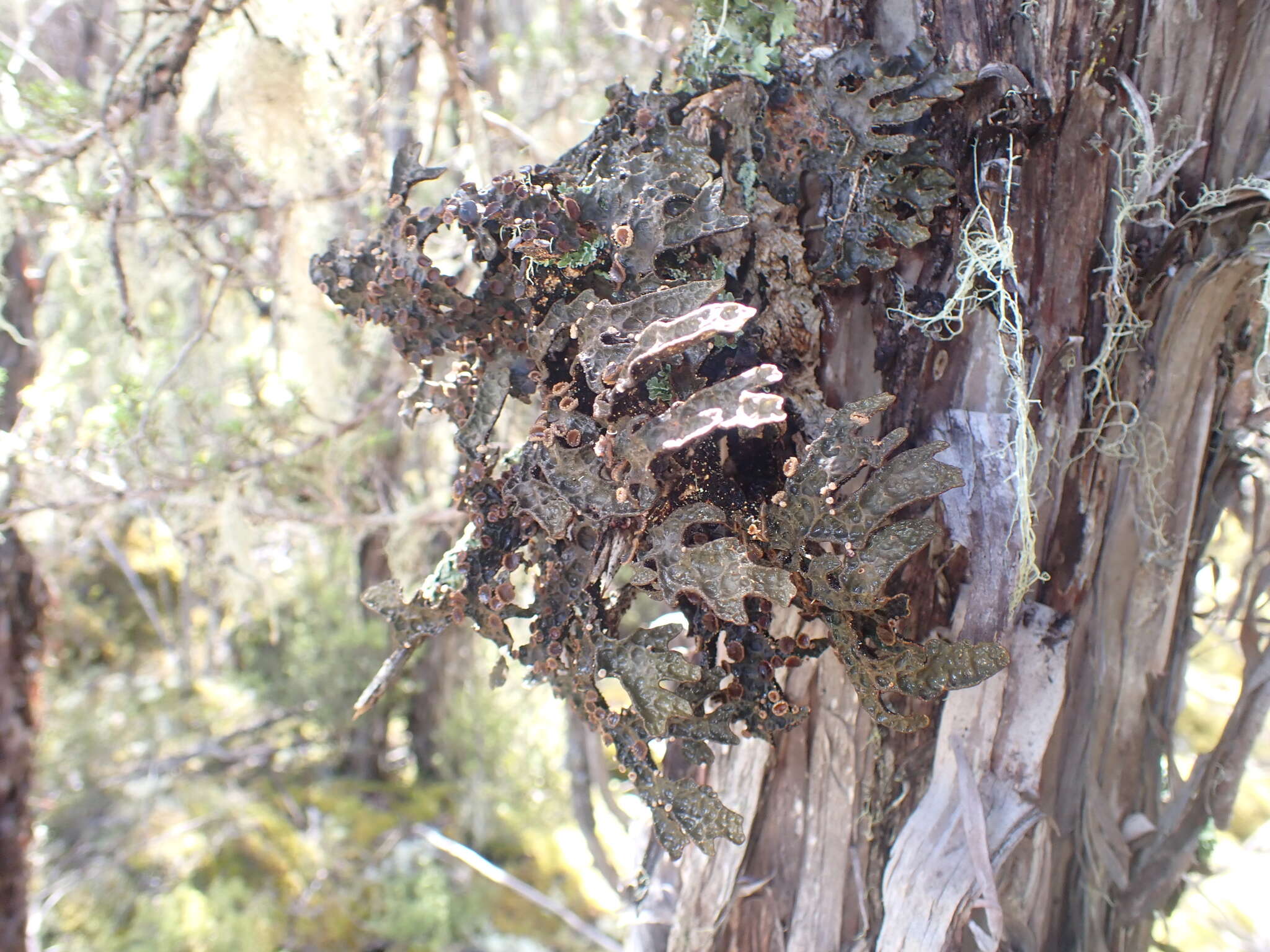 Image de <i>Pseudocyphellaria crassa</i>