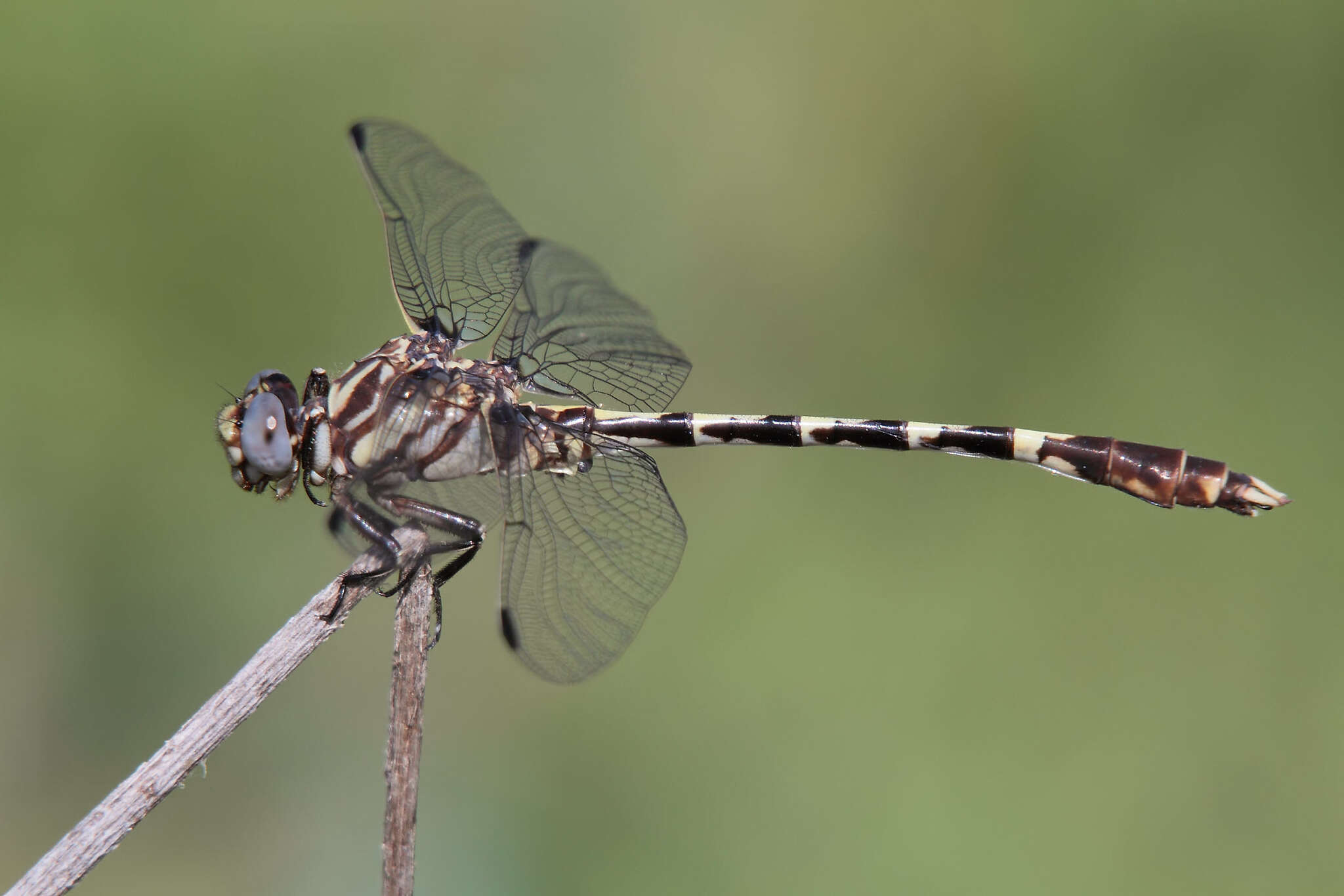 Imagem de Progomphus Selys 1854