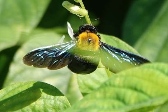 Image of Xylocopa flavonigrescens Smith 1854