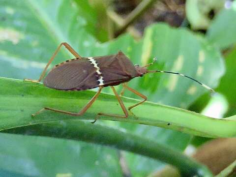 صورة Leptoscelis