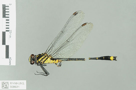 539.odobp rmnh ins 508694 1468520964 jpg.580x360
