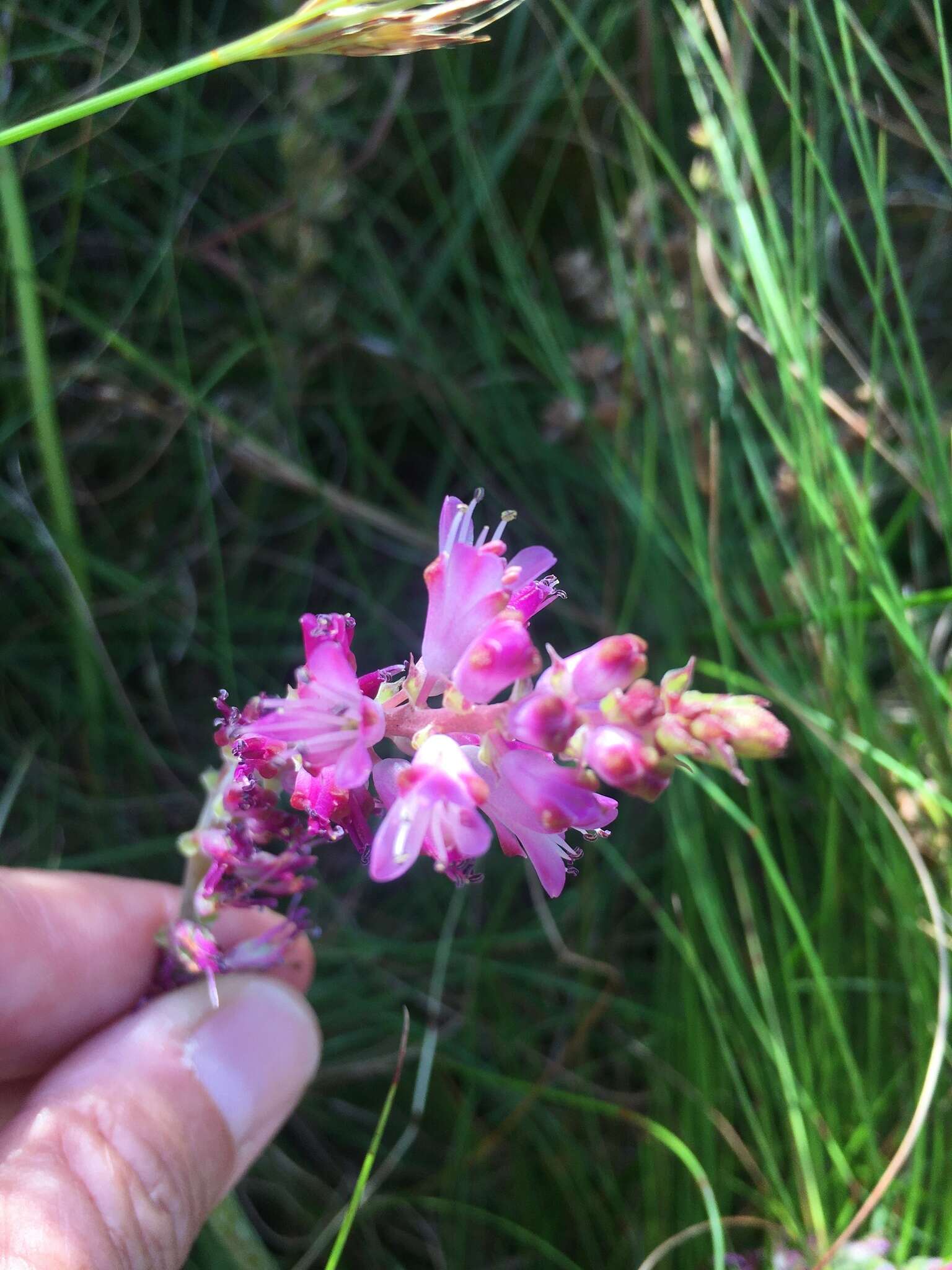 Image of Lachenalia salteri W. F. Barker