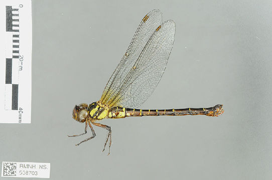 Image of Brachytroninae