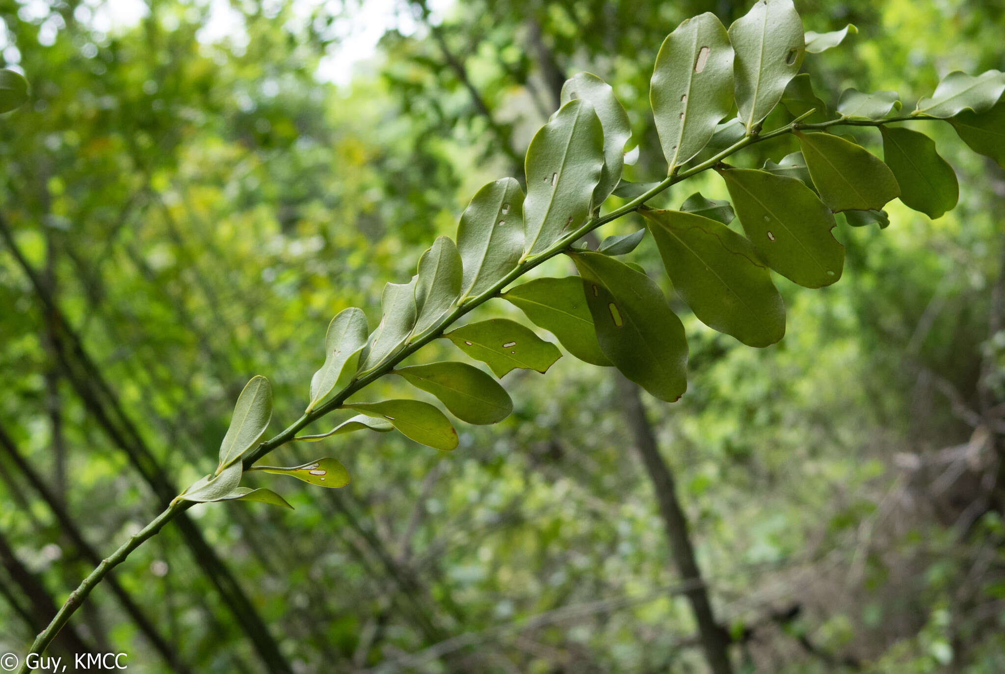 Image of Olax antsiranensis Z. S. Rogers, Malecot & Sikes