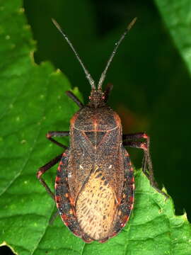 Image of Giant sweetpotato bug