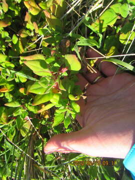 Image of New Zealand spinach