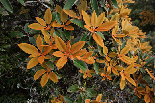 صورة Rhododendron hyperythrum Hayata