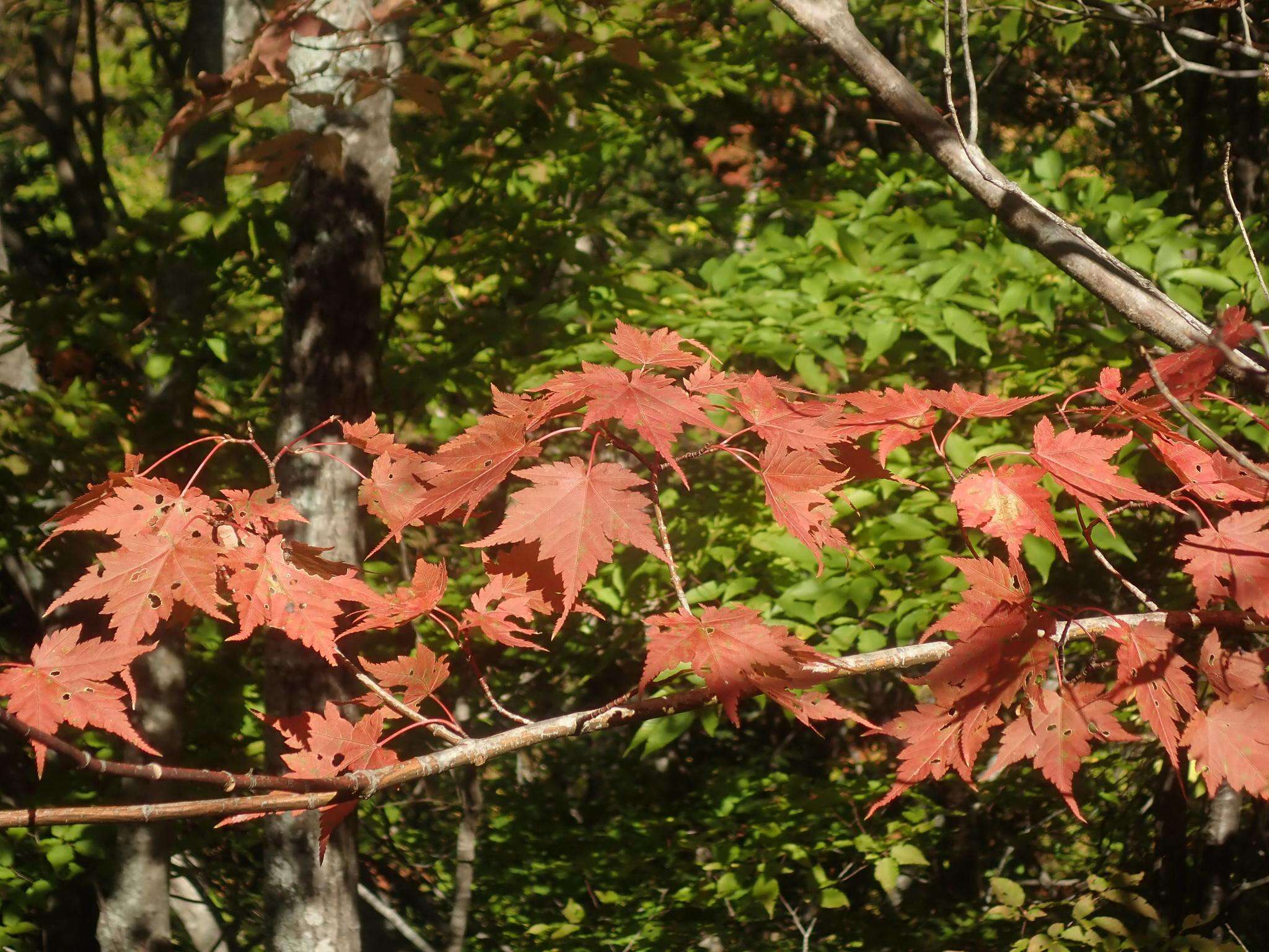 Image of Acer micranthum Sieb. & Zucc.