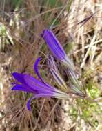 Image of Hoover's brodiaea