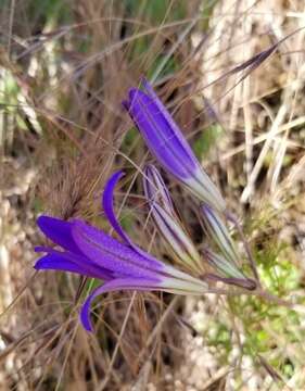 Sivun Brodiaea elegans subsp. hooveri Niehaus kuva