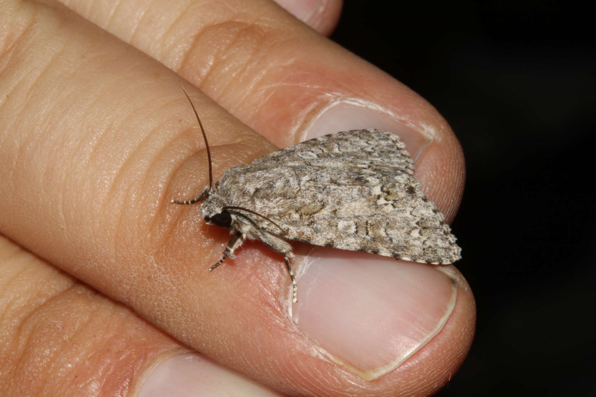 Image of Acronicta pruinosa Guenée 1852