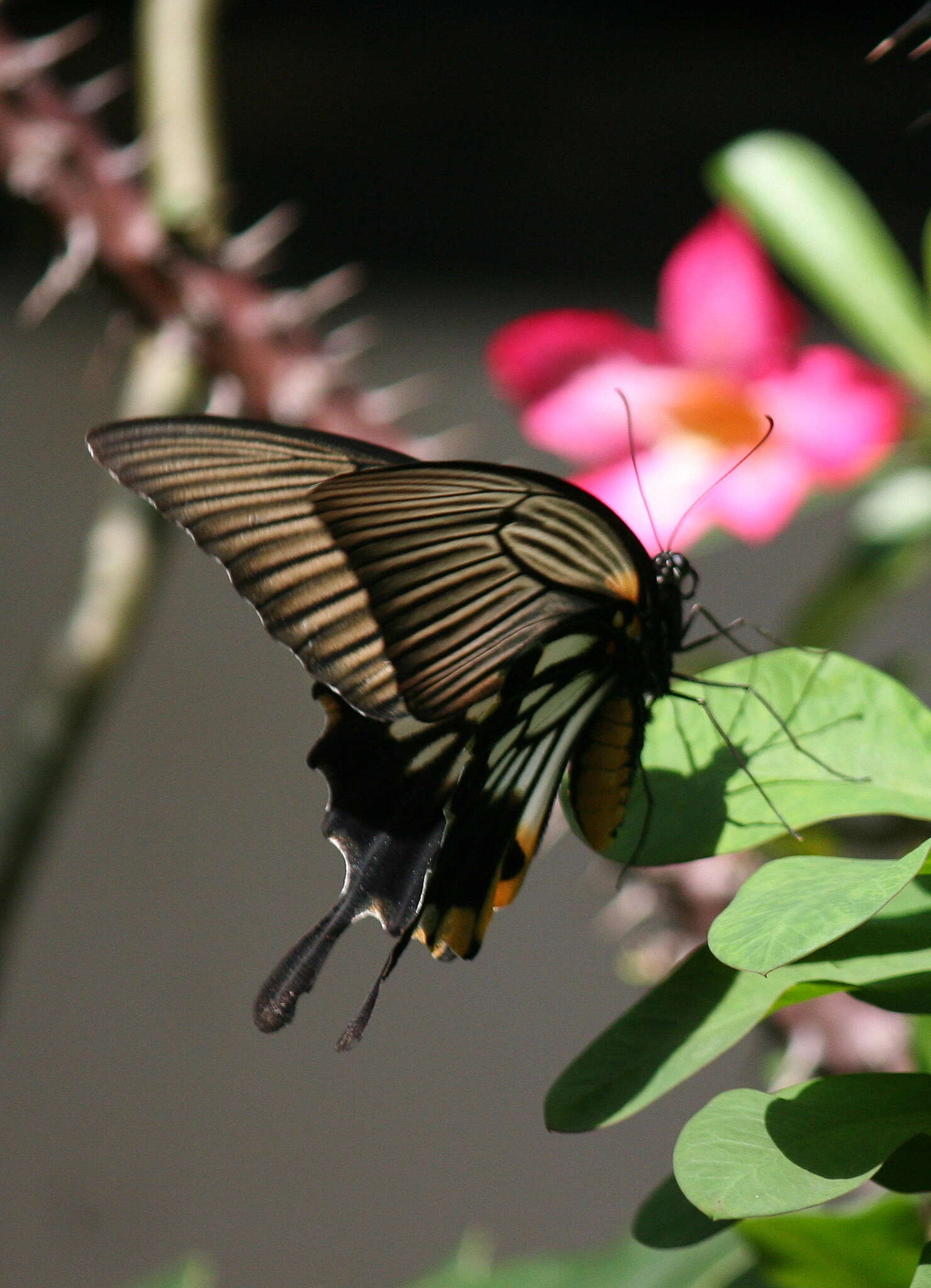 Image of <i>Papilio <i>memnon</i></i> memnon