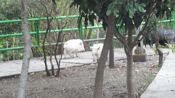 Image of peccaries